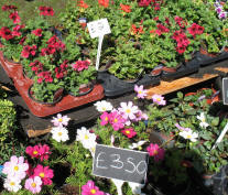 Petts Wood May Fair plant stall