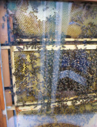 Bees in glass case