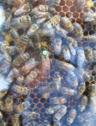Queen bee marked with green dot