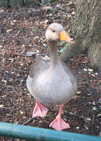 Young Canada goose