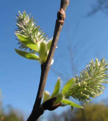 Fluffy tree flowers