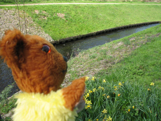 Yellow Teddy at River Cray