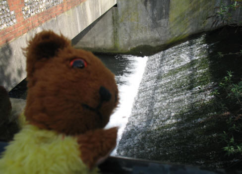 Yellow Teddy at the big weir on River Cray