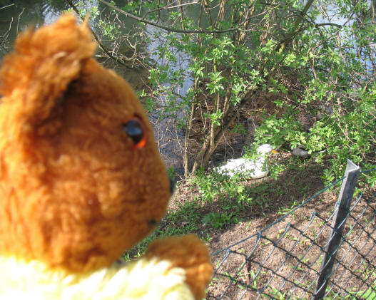 Yellow Teddy finding ducks by River Cray