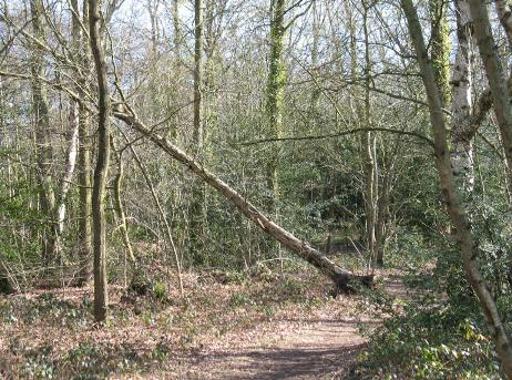 Scadbury Woodland fallen tree