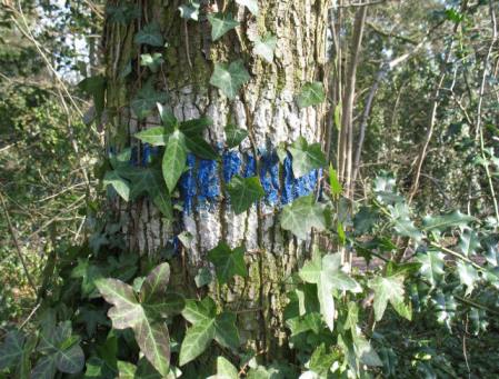 Scadbury Woodland marked tree