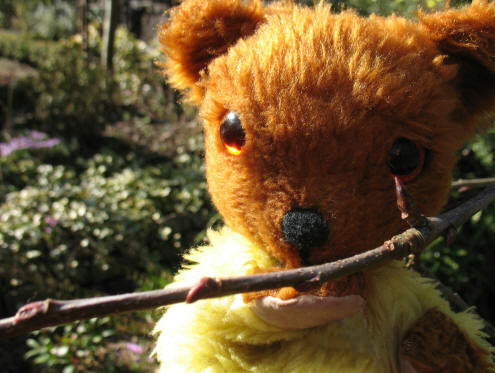 Yellow teddy with swelling apple tree buds