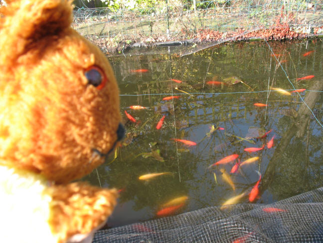 Yellow Teddy counting the goldfish