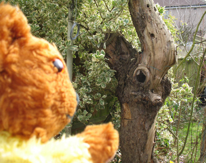 Yellow Teddy with apple tree stump