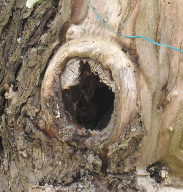 Nesting hole in apple tree stump