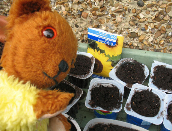 Yellow Teddy with sunflower seeds in yogurt pots