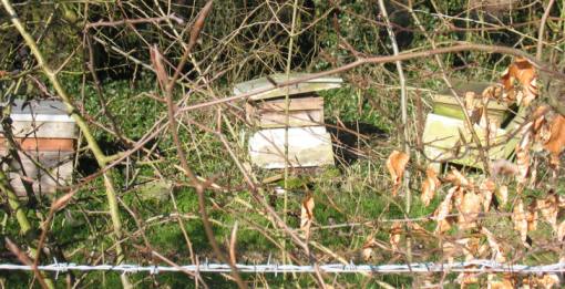 bee hives