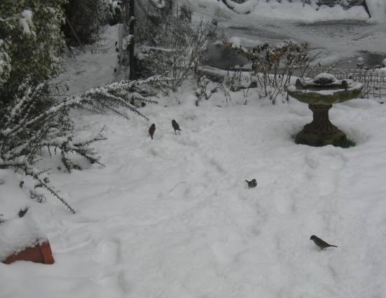 Birds in snowy garden