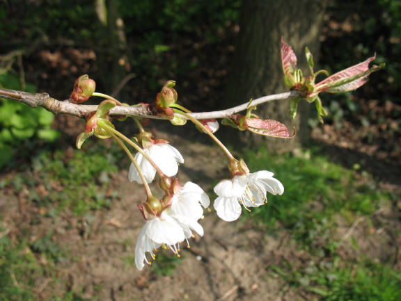 Broken tree still flowering