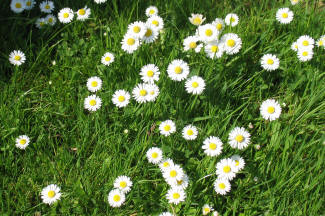 Lawn daisies