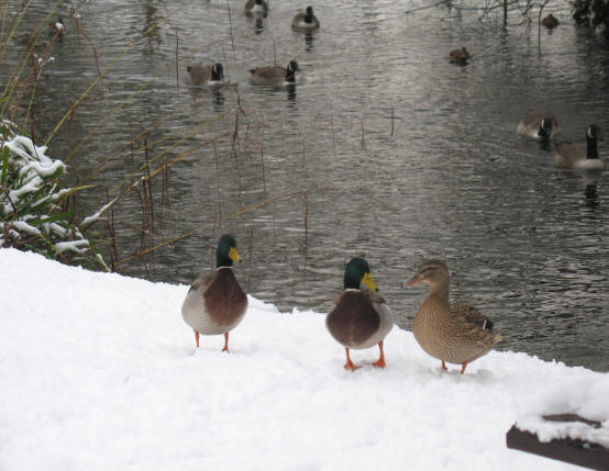 Ducks in snow at Priory Park Orpington