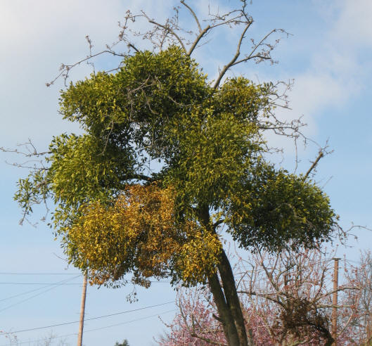 Mistletoe in tree