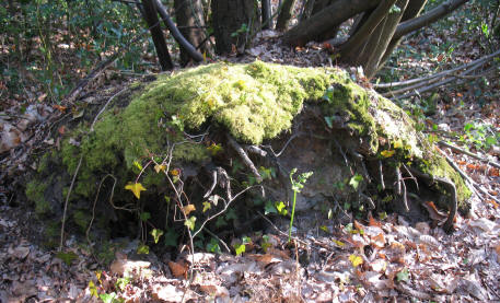 Mossy tree stump roots