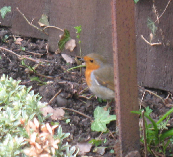 Robin on ground