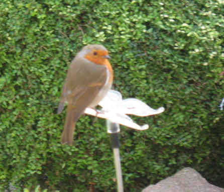 Robin on solar butterfly