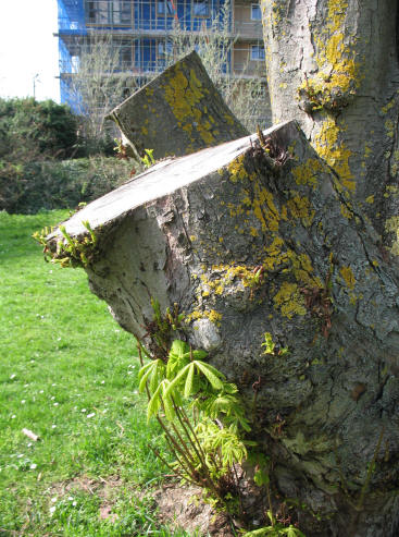 Cut down tree with buds regrowing