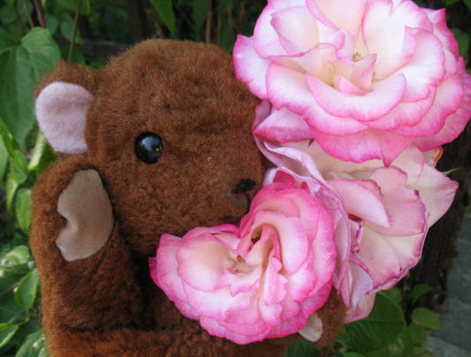 Brown Teddy with Handel rose