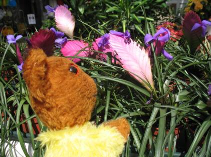 Yellow Teddy, flowers, Polhill Garden Centre