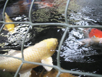 Koi fish at Polhill Garden Centre 2