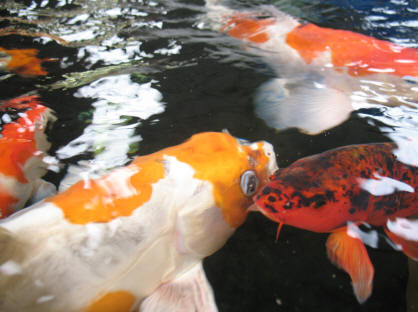 Koi fish at Polhill Garden Centre 1