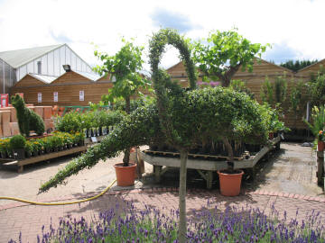 Topiary dolphin, Polhill Garden Centre