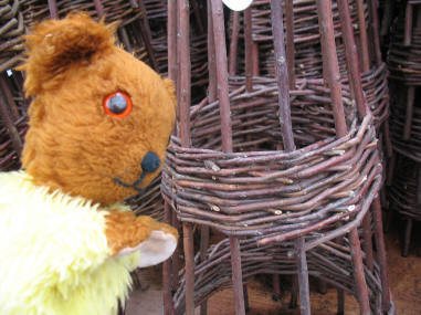 Yellow Teddy, plant wigwam, Polhill Garden Centre