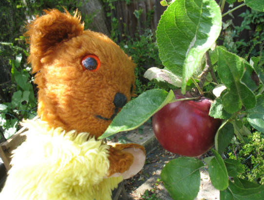 Yellow Teddy Spartan apple