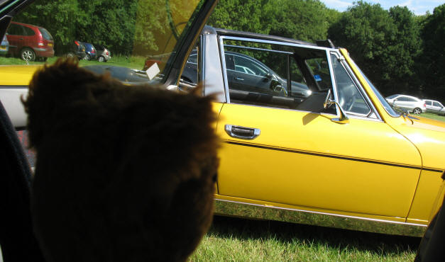 Yellow Teddy admiring yellow sports car