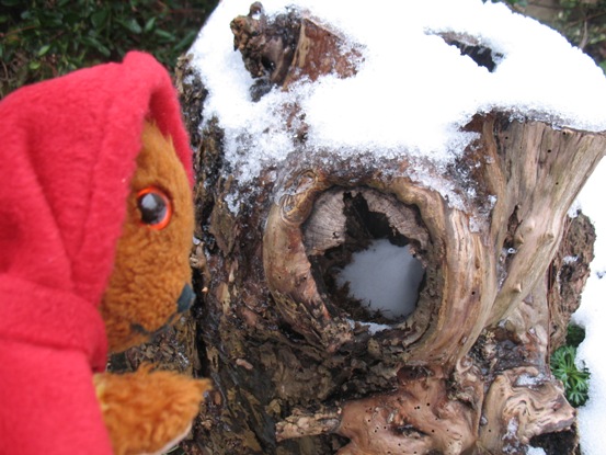 Yellow Teddy with apple tree stump