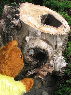 Yellow Teddy with a piece of the apple tree stump
