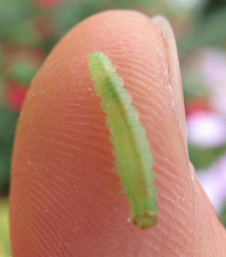 Caterpillar 2