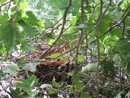 Coots nest, Orpington Priory pond