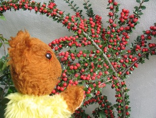 Yellow Teddy cotoneaster berries