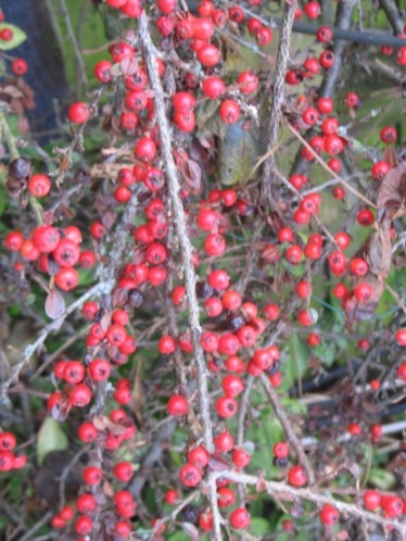 Cotoneaster berries