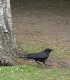 Crow, Orpington Priory gardens