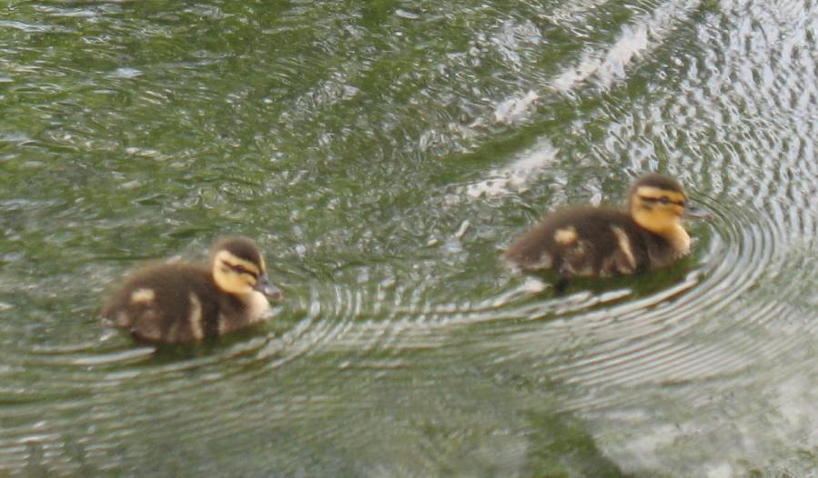 Ducklings Prickend Pond Chislehurst