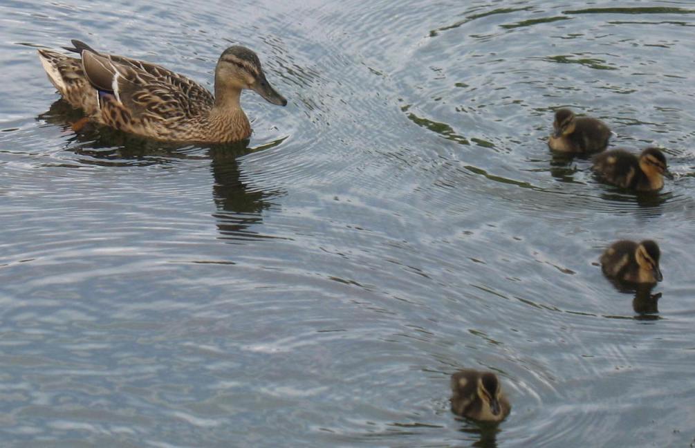Duck and ducklings Prickend Pond Chislehurst