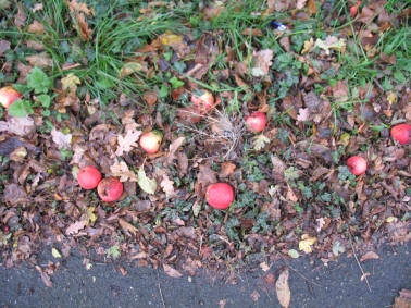 Wayside fallen apples at Pedham Place