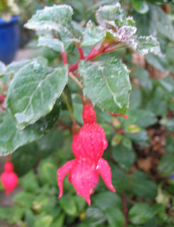 Frost on fuchsia