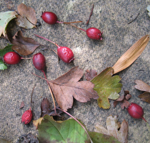 Hawthorn berries