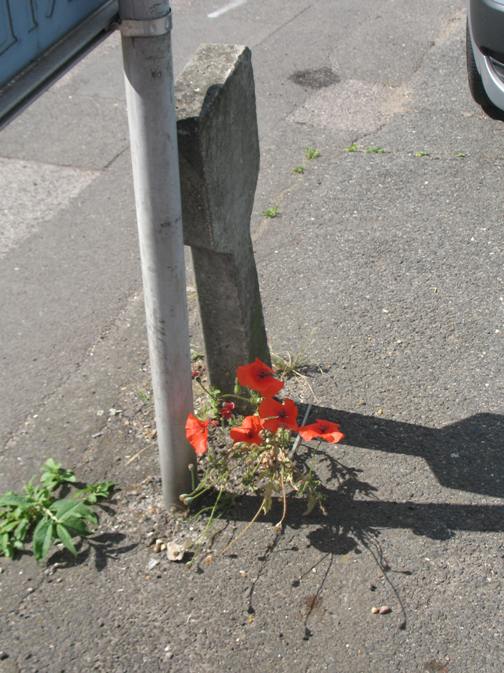 Poppy growing in asphalt crack