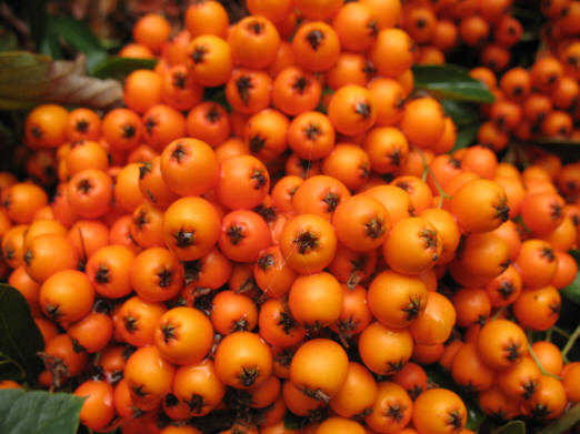 Pyracantha berries