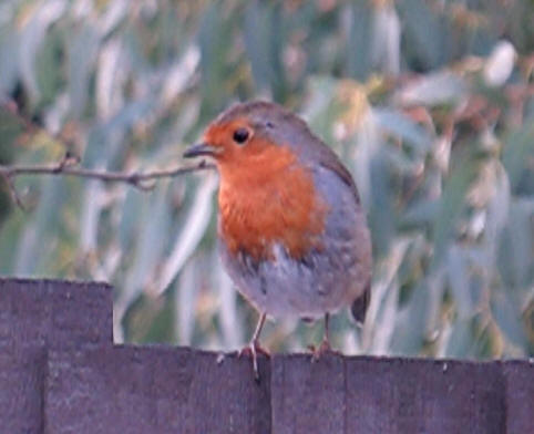 Robin on fence