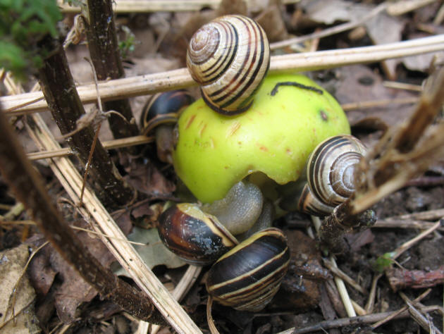 Snails eating apple