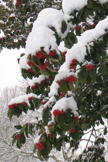 Orpington Priory berries